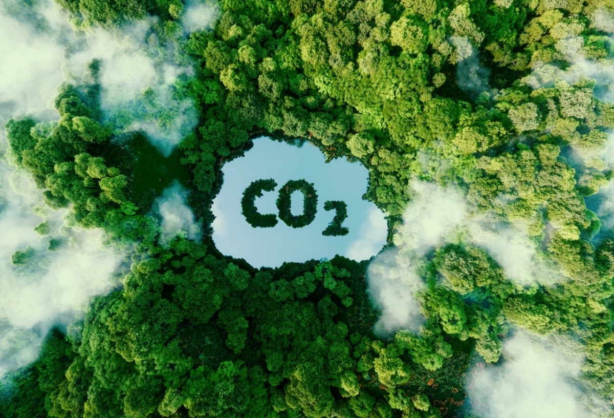 Thị trường các-bon rừng sau COP30: Xu hướng toàn cầu và định hướng của Việt Nam