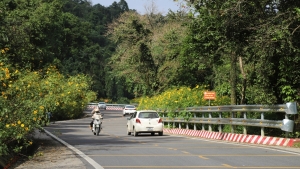 Ba Vì vào mùa dã quỳ rực rỡ, lượng khách tăng mạnh cuối tuần