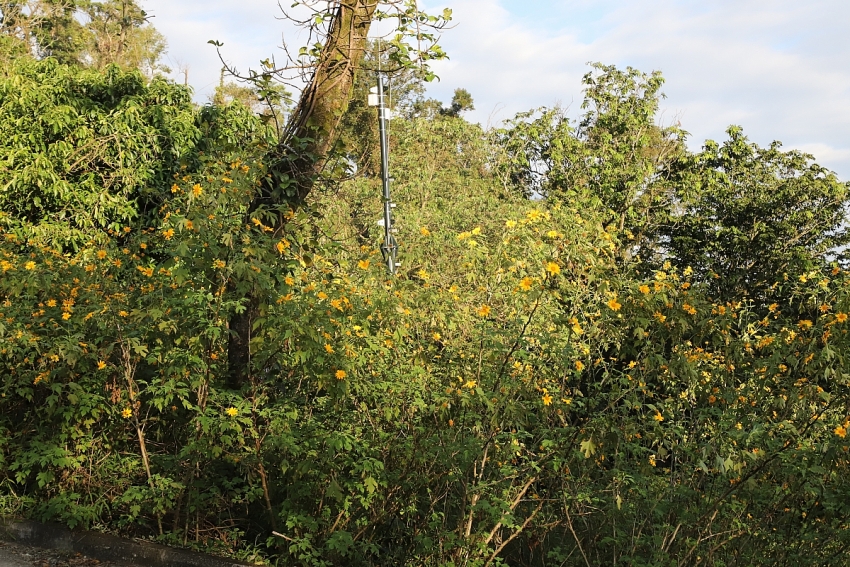 Ba Vì vào mùa dã quỳ rực rỡ, lượng khách tăng mạnh cuối tuần