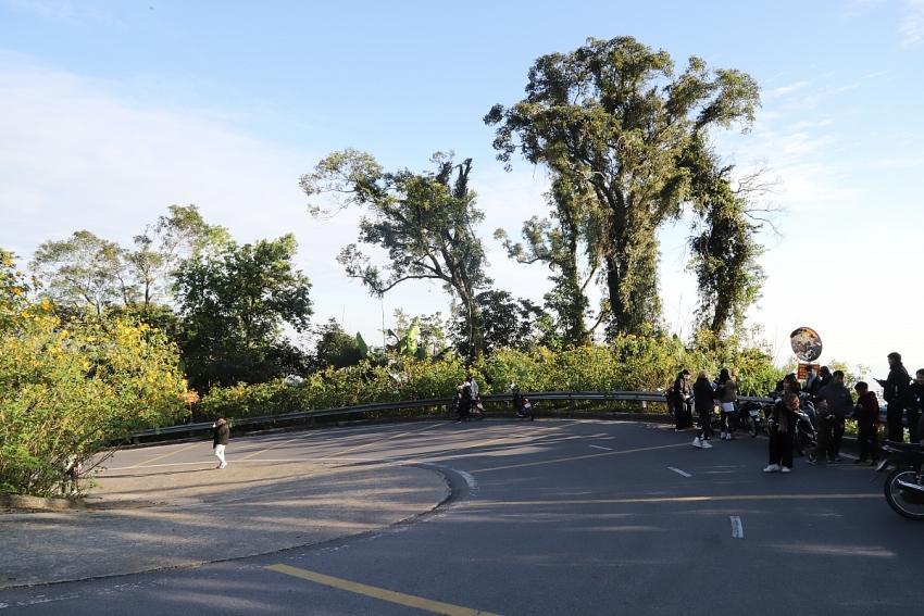 Ba Vì vào mùa dã quỳ rực rỡ, lượng khách tăng mạnh cuối tuần