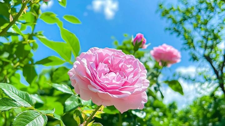 Tử vi vòng quay công nghệ ngày 29/12/2025: Tuổi Tỵ vướng thị phi, tuổi Thân túi tiền rủng rỉnh