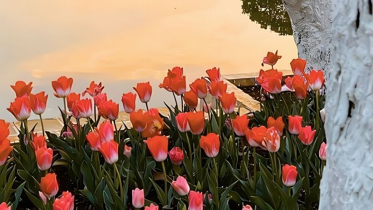 Tử vi vòng quay công nghệ ngày 11/12/2025: Tuổi Hợi cực kỳ đào hoa, tuổi Ngọ nhiều công việc khó