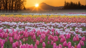 Tử vi vòng quay công nghệ ngày 21/12/2025: Tuổi Tý đón tin vui công việc, tuổi Dậu khởi sắc tài lộc