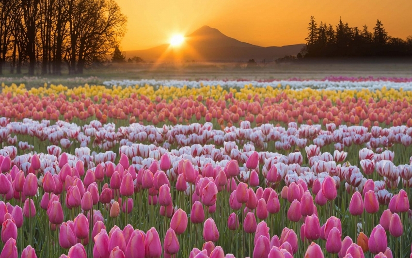 vòng quay công nghệ ngày 21/12/2025: Tuổi Tý đón tin vui công việc, tuổi Dậu khởi sắc tài lộc