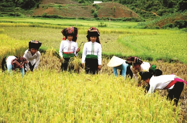 Hỗ trợ phụ nữ yếu thế trong thúc đẩy phát triển nông nghiệp xanh