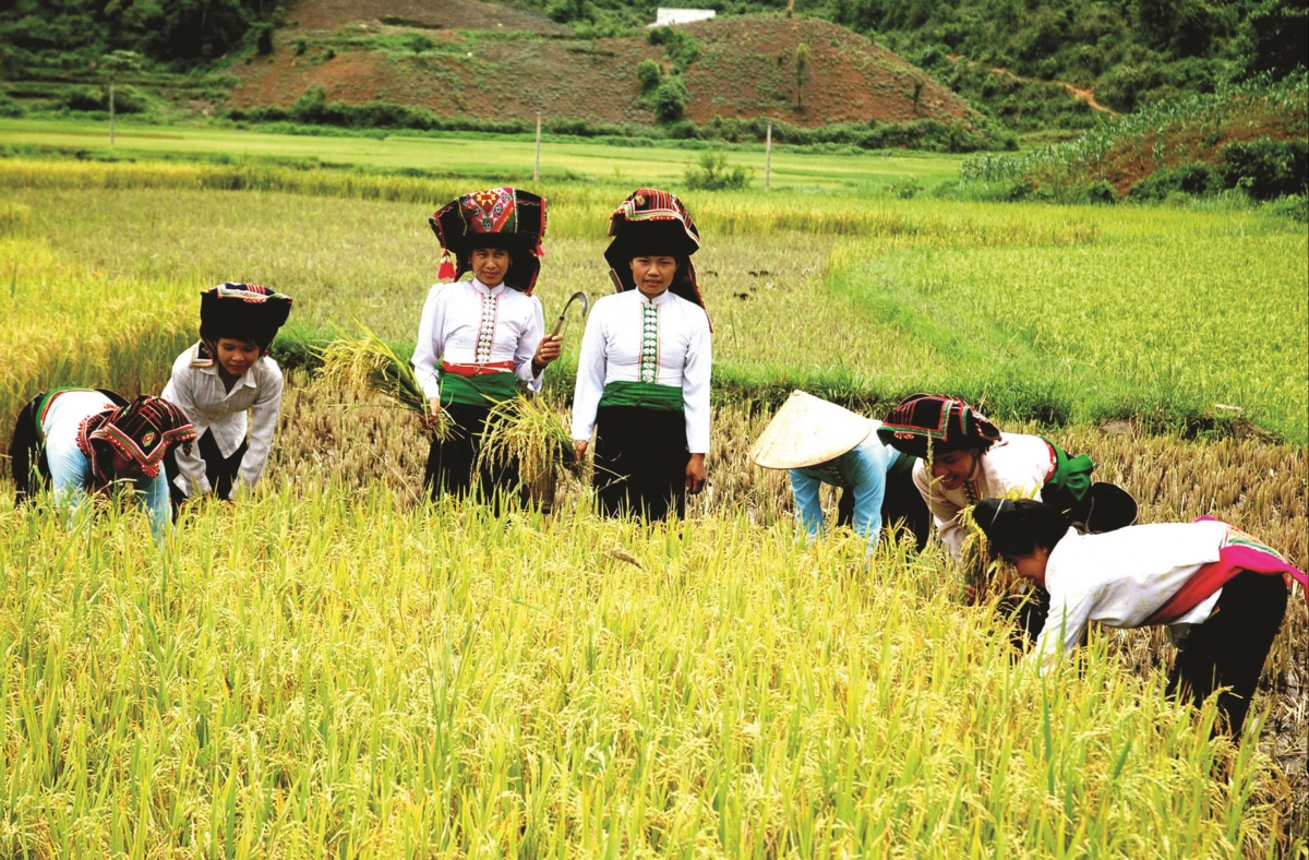 Hỗ trợ phụ nữ yếu thế trong thúc đẩy phát triển nông nghiệp xanh