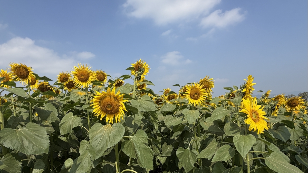 Cánh đồng hoa hướng dương Nghệ An rực rỡ đón Tết, hút khách check-in