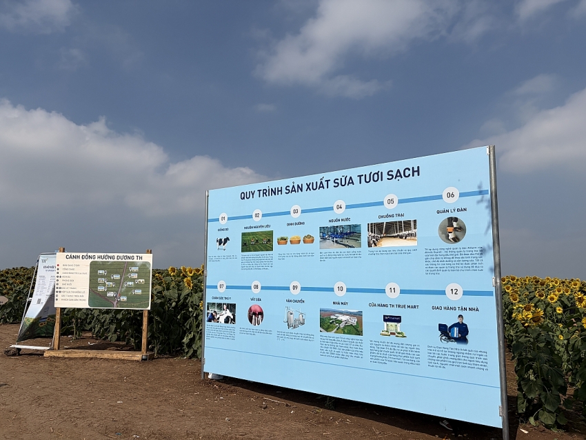 Cánh đồng hoa hướng dương Nghĩa Lâm rực rỡ đón Tết, hút khách check-in