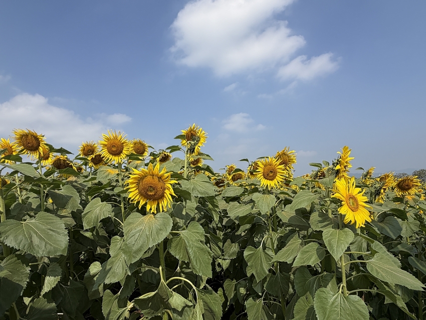Cánh đồng hoa hướng dương Nghĩa Lâm rực rỡ đón Tết, hút khách check-in