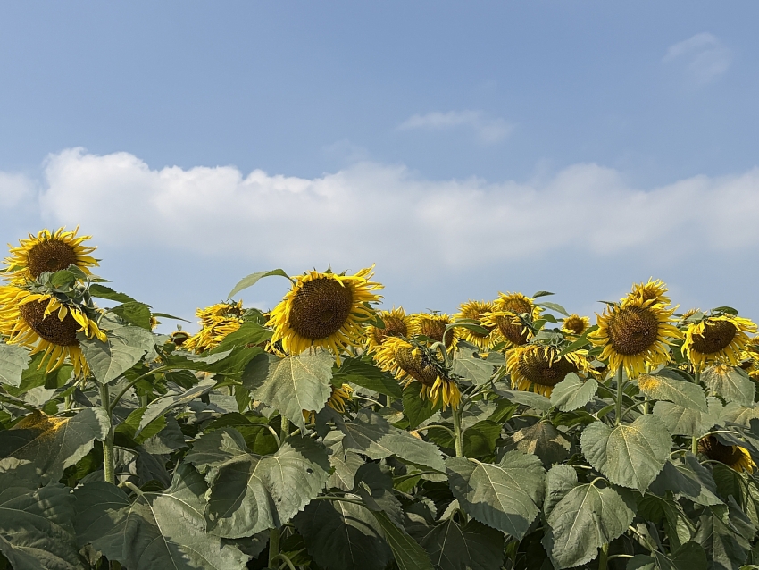 Cánh đồng hoa hướng dương Nghệ An rực rỡ đón Tết, hút khách check-in