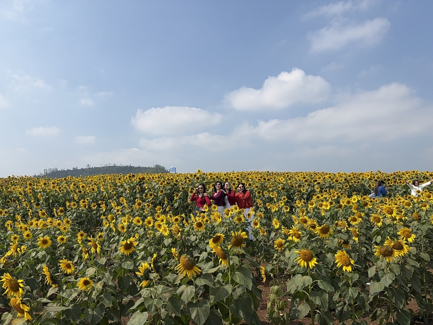 Cánh đồng hoa hướng dương Nghĩa Lâm rực rỡ đón Tết, hút khách check-in