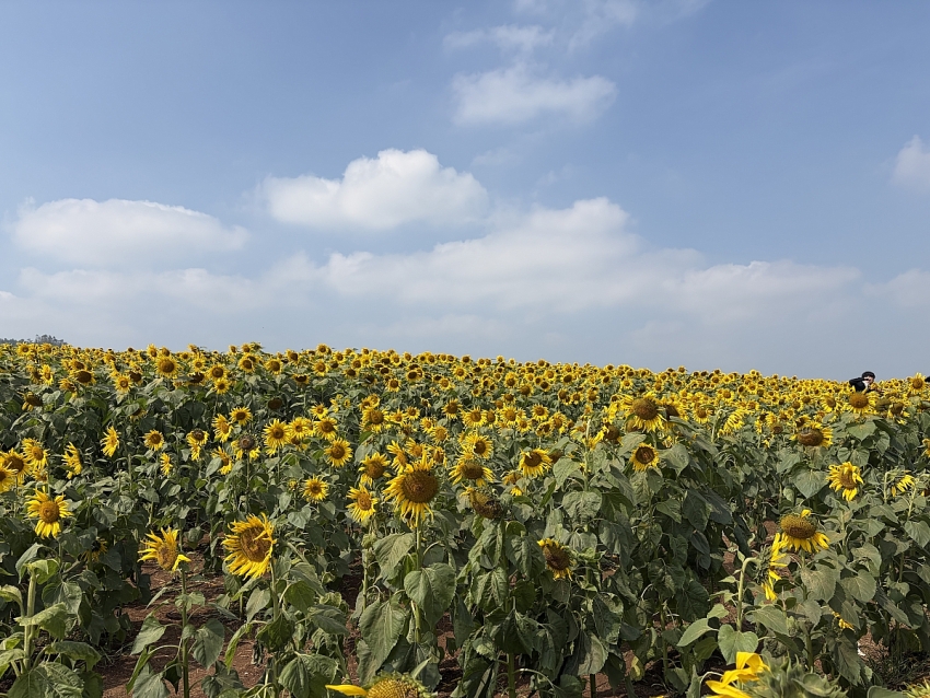 Cánh đồng hoa hướng dương Nghĩa Lâm rực rỡ đón Tết, hút khách check-in