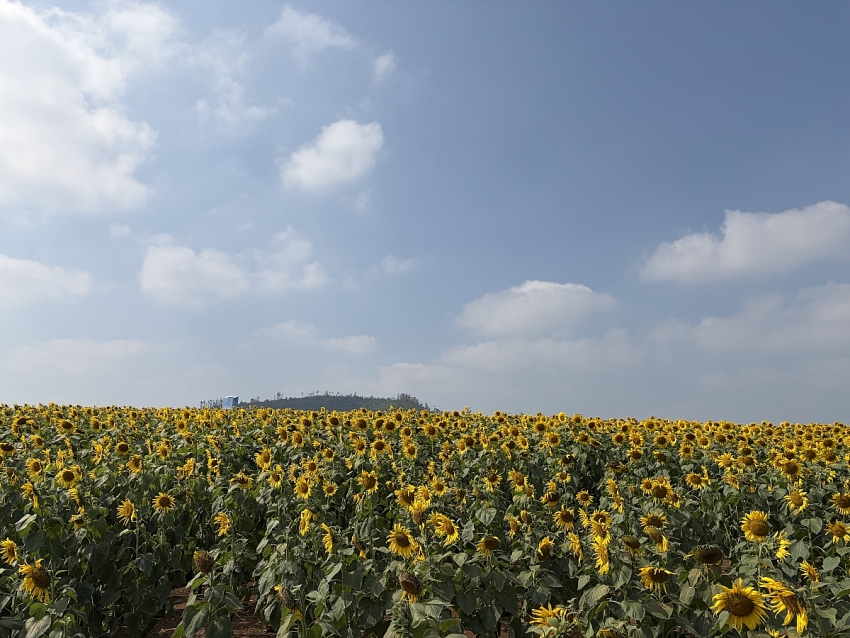 Cánh đồng hoa hướng dương Nghĩa Lâm rực rỡ đón Tết, hút khách check-in