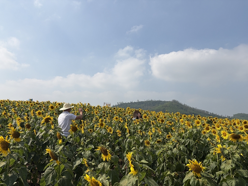 Cánh đồng hoa hướng dương Nghệ An rực rỡ đón Tết, hút khách check-in