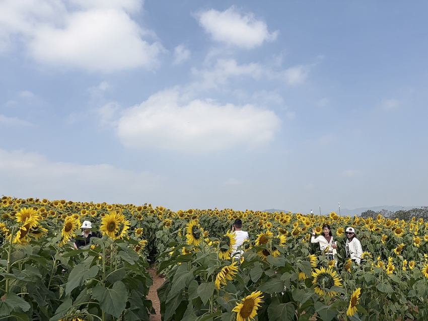 Cánh đồng hoa hướng dương Nghệ An rực rỡ đón Tết, hút khách check-in