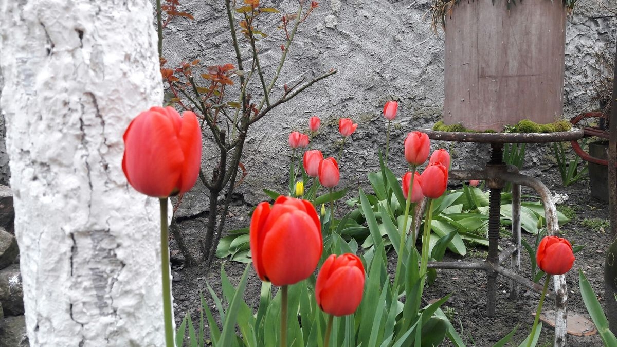 Tử vi vòng quay công nghệ ngày 17/1/2026: Tuổi Thân gặp khó khăn, tuổi Dần may mắn