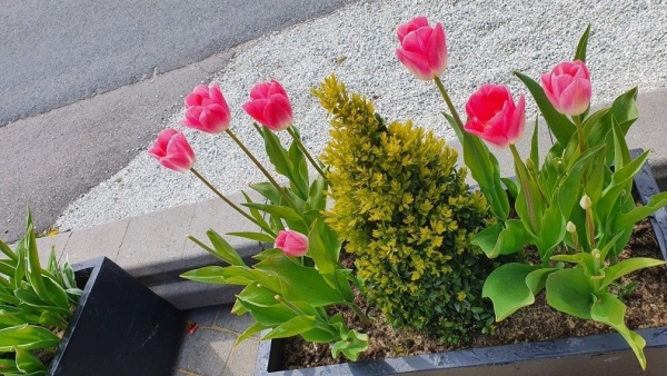 Tử vi vòng quay công nghệ ngày 29/1/2026: Tuổi Thìn nhiều may mắn, tuổi Mùi tiểu nhân quấy phá