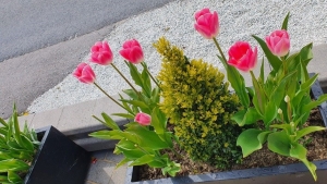 Tử vi vòng quay công nghệ ngày 29/1/2026: Tuổi Thìn nhiều may mắn, tuổi Mùi tiểu nhân quấy phá