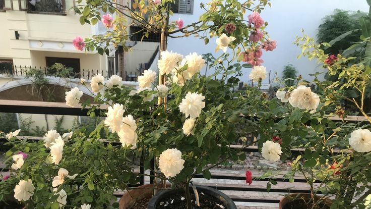 Tử vi vòng quay công nghệ ngày 8/2/2026: Tuổi Dần dễ tranh cãi, tuổi Thân tín hiệu tích cực