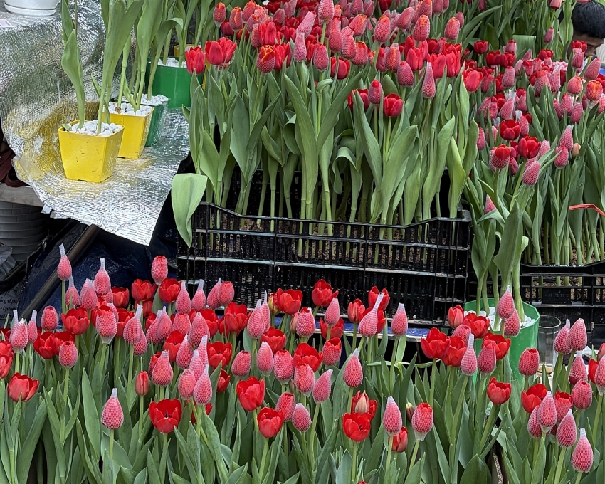 Rực rỡ Chợ hoa Xuân Phố cổ Hà Nội cận Tết Bính Ngọ 2026