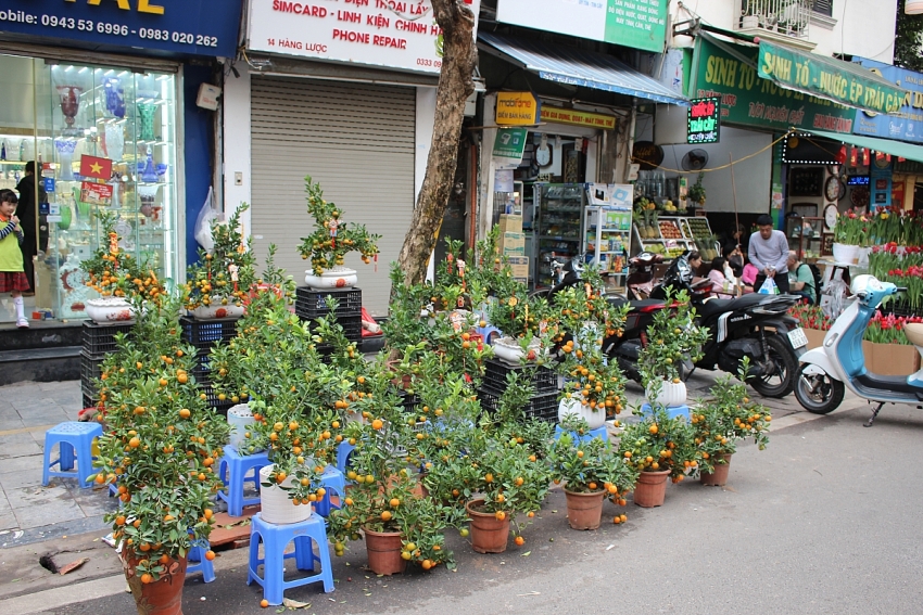 Rực rỡ Chợ hoa Xuân Phố cổ Hà Nội cận Tết Bính Ngọ 2026