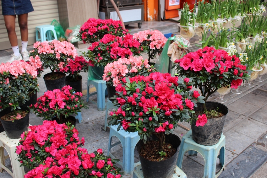 Rực rỡ Chợ hoa Xuân Phố cổ Hà Nội cận Tết Bính Ngọ 2026