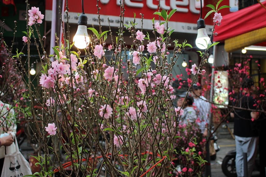 Rực rỡ Chợ hoa Xuân Phố cổ Hà Nội cận Tết Bính Ngọ 2026