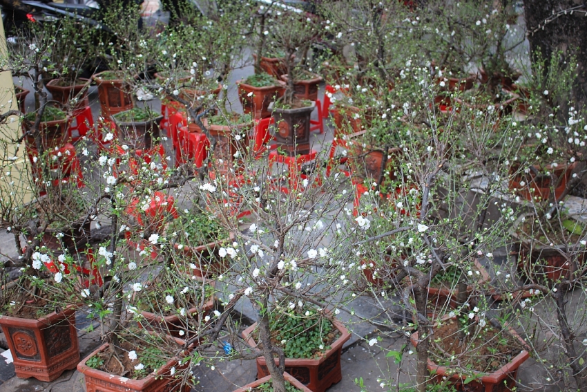 Rực rỡ Chợ hoa Xuân Phố cổ Hà Nội cận Tết Bính Ngọ 2026