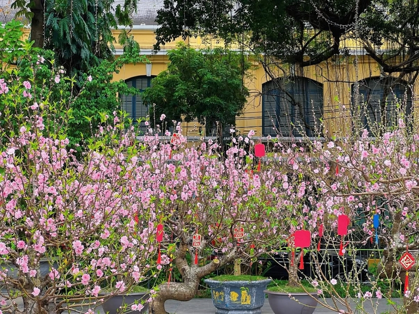 Hồ Gươm rực sắc đào xuân, thành điểm check-in 