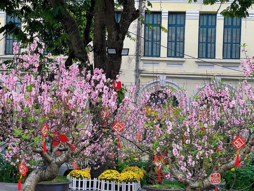 Hồ Gươm rực sắc đào xuân, thành điểm check-in 