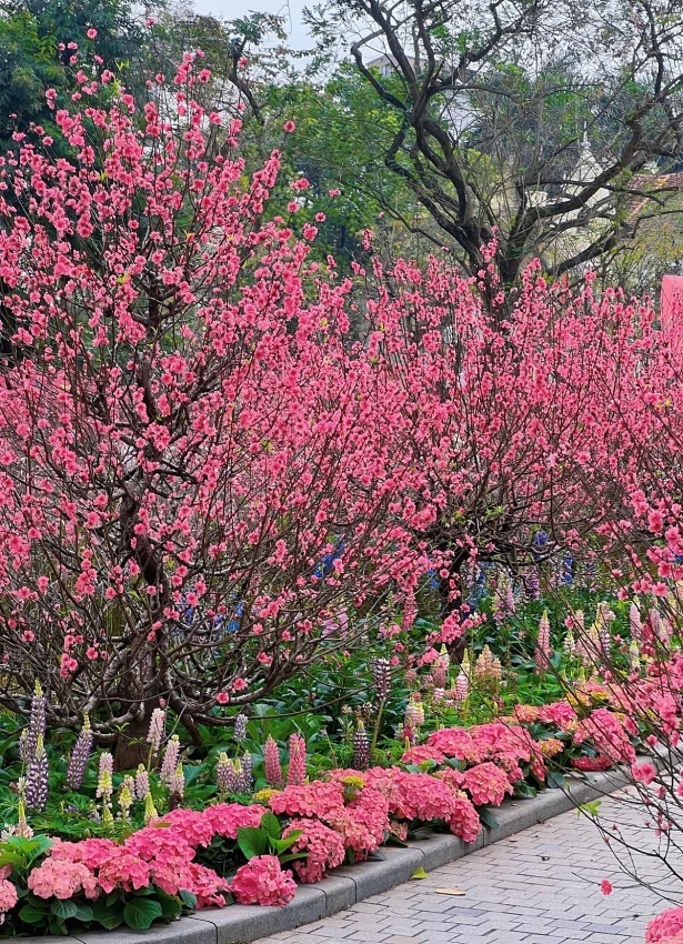 Hồ Gươm rực sắc đào xuân, thành điểm check-in 