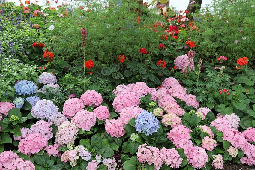 Hồ Gươm rực sắc đào xuân, thành điểm check-in 