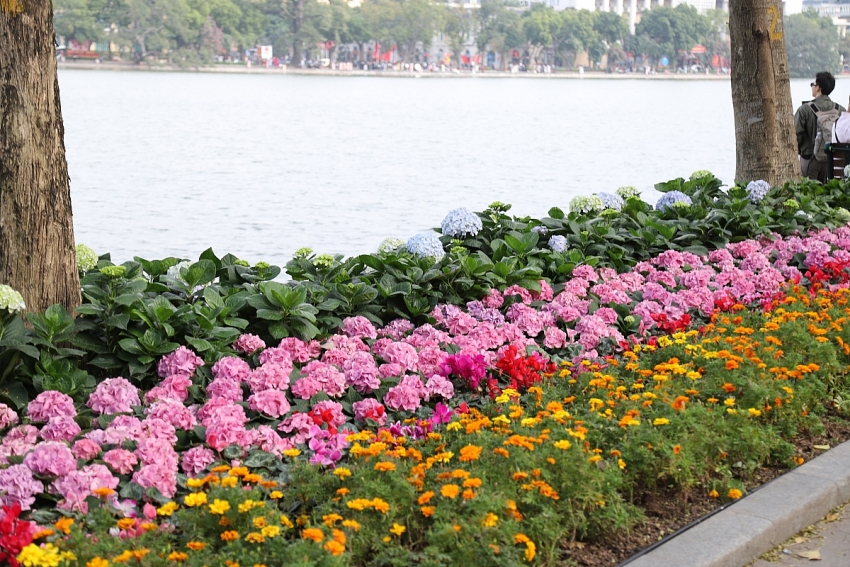 Hồ Gươm rực sắc đào xuân, thành điểm check-in 