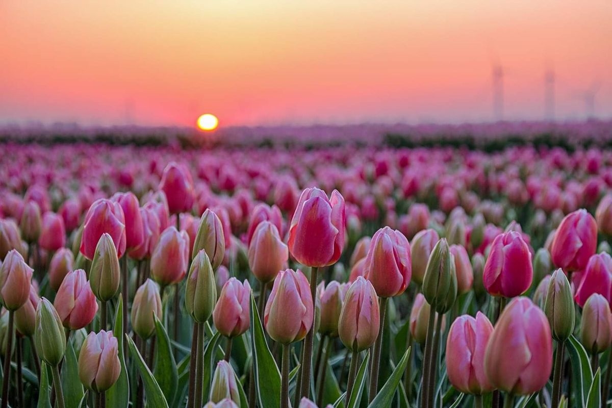 Tử vi vòng quay công nghệ ngày 23/2/2026: Tuổi Mão may mắn trong công việc, tuổi Tý bị nói xấu