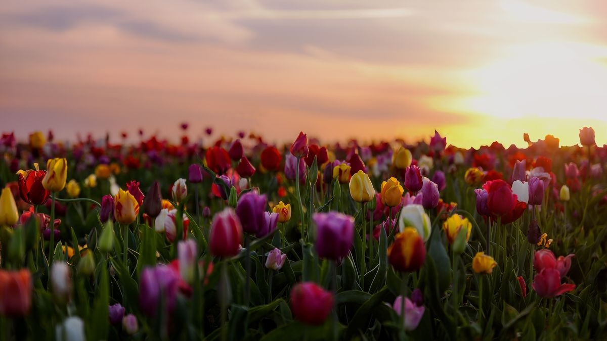 Tử vi vòng quay công nghệ ngày 23/2/2026: Tuổi Mão may mắn trong công việc, tuổi Tý bị nói xấu