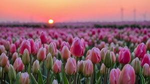 Tử vi vòng quay công nghệ ngày 23/2/2026: Tuổi Mão may mắn trong công việc, tuổi Tý bị nói xấu