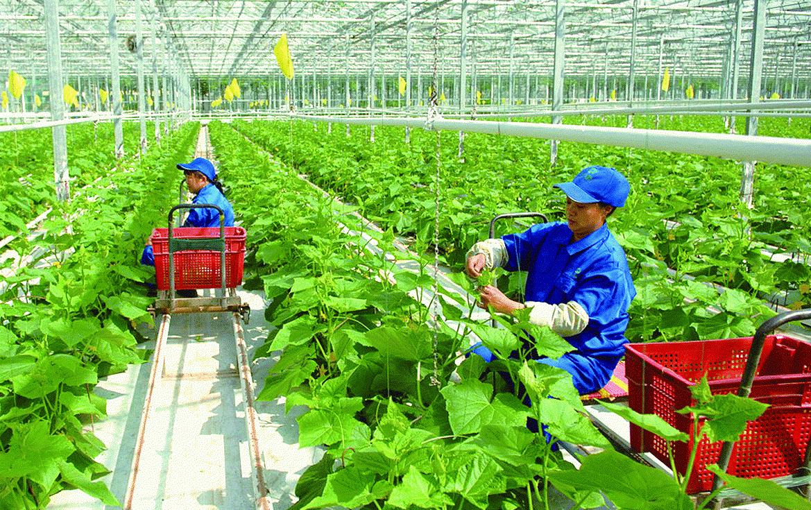 Số hóa ngành nông nghiệp, Việt Nam đặt mục tiêu đào tạo nghề cho 1,5 triệu lao động nông thôn mỗi năm