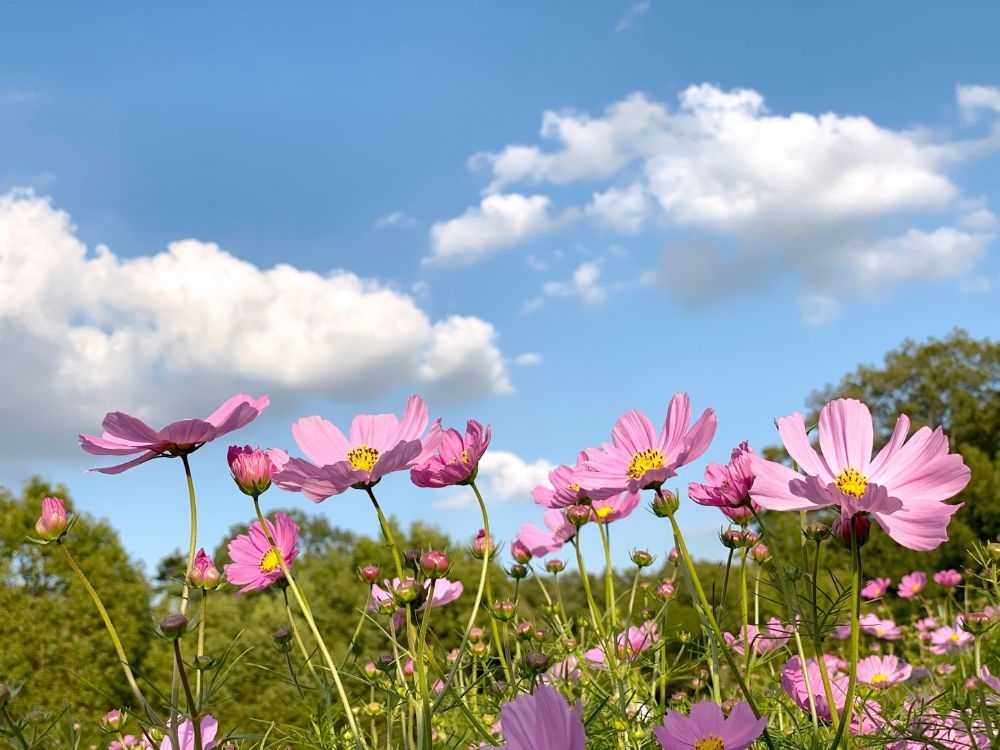 Tử vi vòng quay công nghệ ngày 6/3/2026: Tuổi Dậu ngày càng thăng hoa, tuổi Sửu tình duyên sa sút