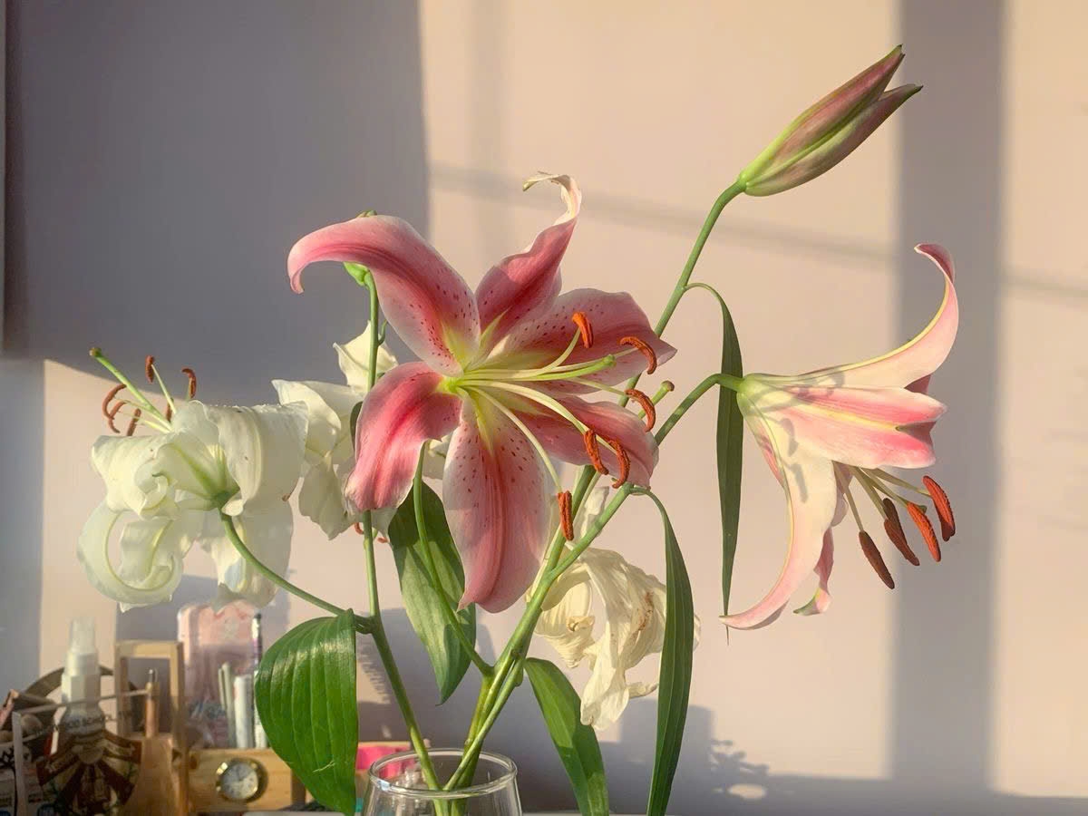 Tử vi vòng quay công nghệ ngày 25/3/2026: Tuổi Ngọ đón vận may, tuổi Mão công việc suy giảm