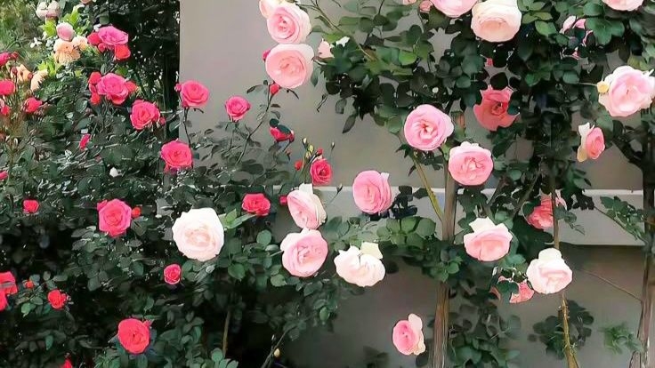 Tử vi vòng quay công nghệ ngày 29/4/2026: Tuổi Ngọ vô cùng bất ổn, tuổi Thân công việc trôi chảy