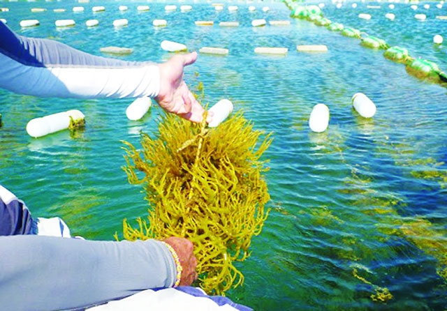 Đầu tư khoa học công nghệ giải quyết điểm nghẽn của ngành Thủy sản Việt Nam
