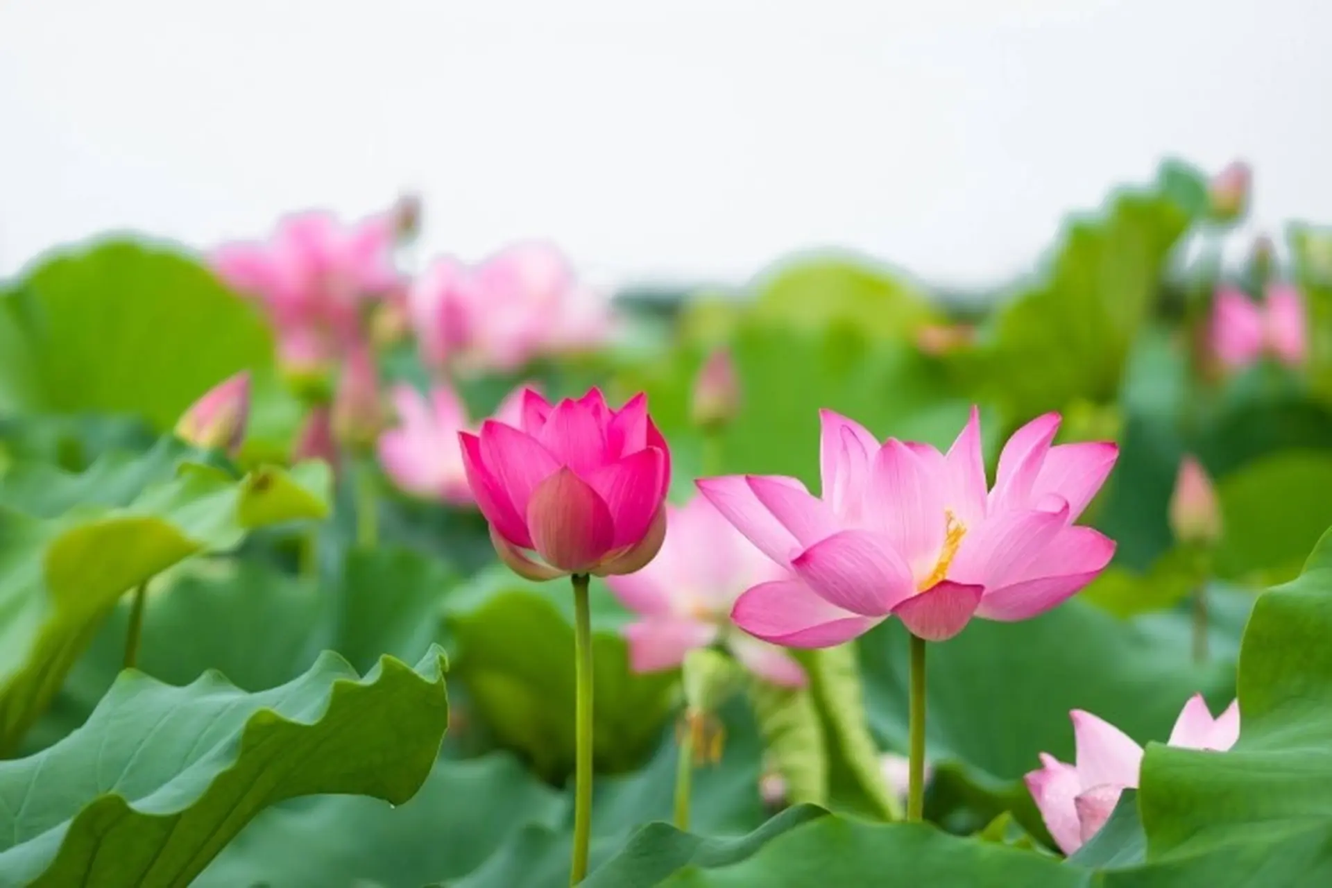 Tử vi vòng quay công nghệ ngày 5/6/2026: Tuổi Tỵ công danh rộng mở, tuổi Tuất cẩn trọng thị phi