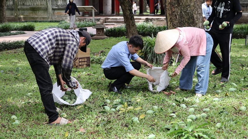 Đầu tháng 6, sĩ tử Hà Nội đổ về Văn Miếu nhận xoài 