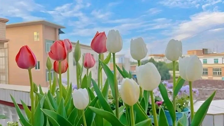 Tử vi vòng quay công nghệ ngày 30/7/2026: Tuổi Hợi đón quý nhân nâng đỡ, tuổi Thìn cần cẩn trọng khi đưa ra quyết định