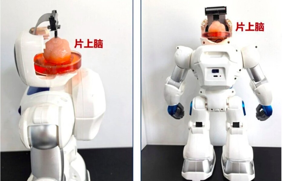 trung quoc che tao robot co bo nao lam tu te bao goc cua con nguoi