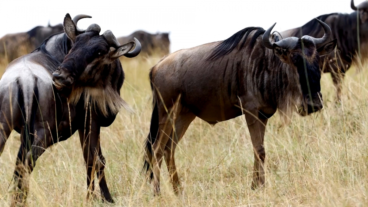 Ứng dụng AI trong việc quản lý số lượng động vật hoang dã