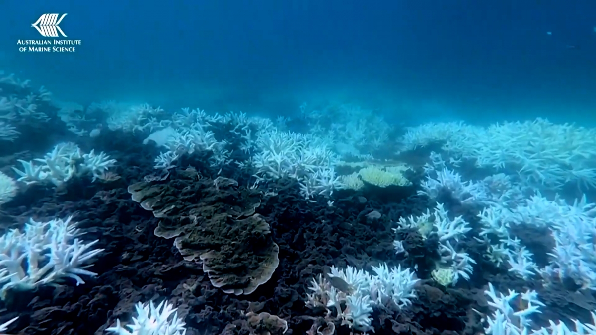 Dùng robot AI để khôi phục rặng san hô chính xác hơn