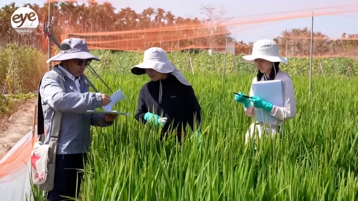 Trung Quốc sử dụng AI trong lai tạo giống lúa